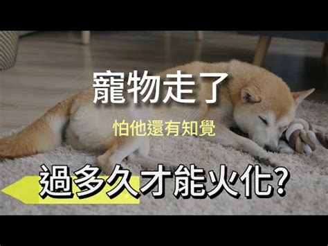 狗狗死後